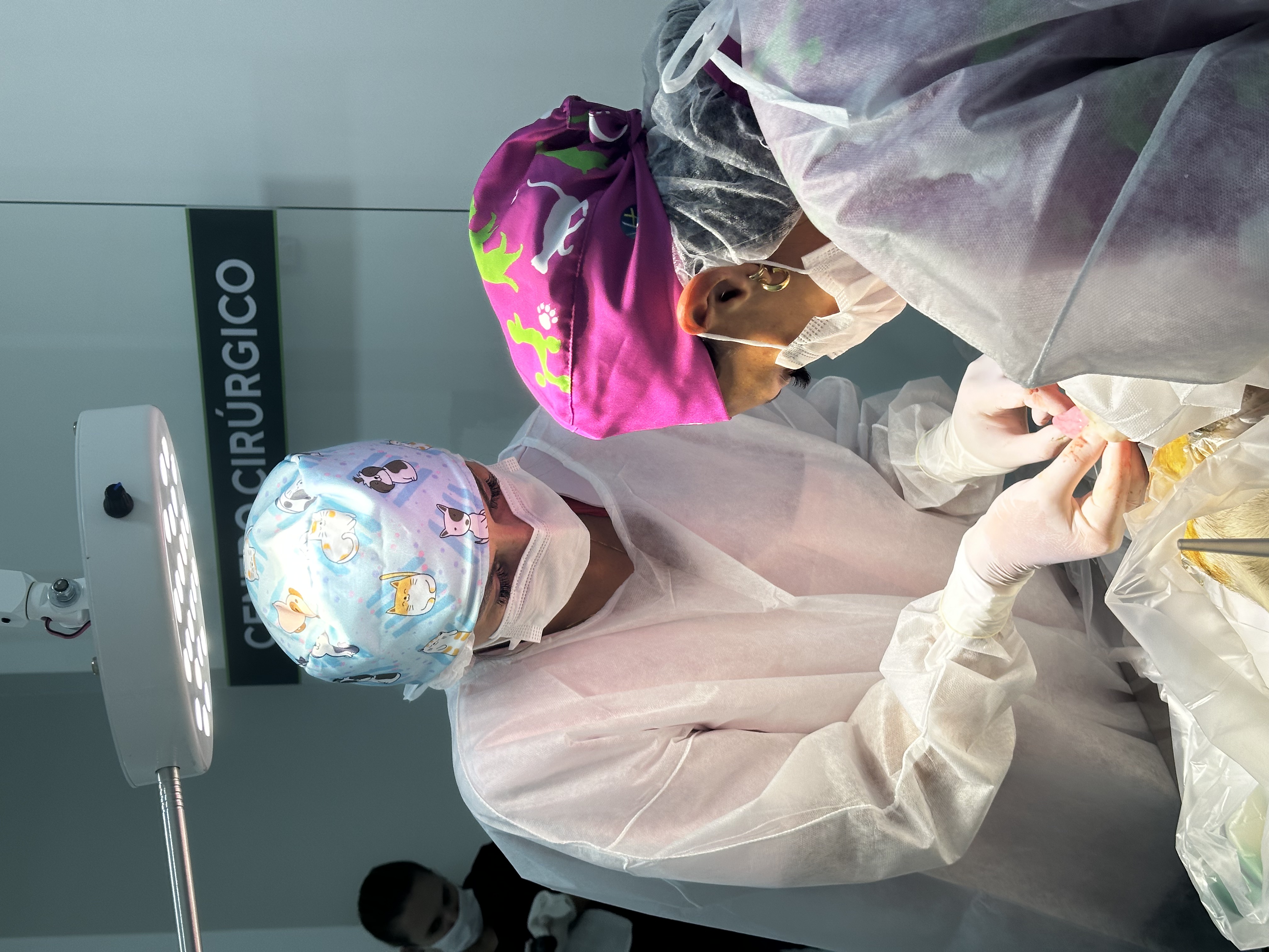 Centro Cirúrgico da Vetbichos com equipe realizando cirurgia veterinária em Itapema-SC