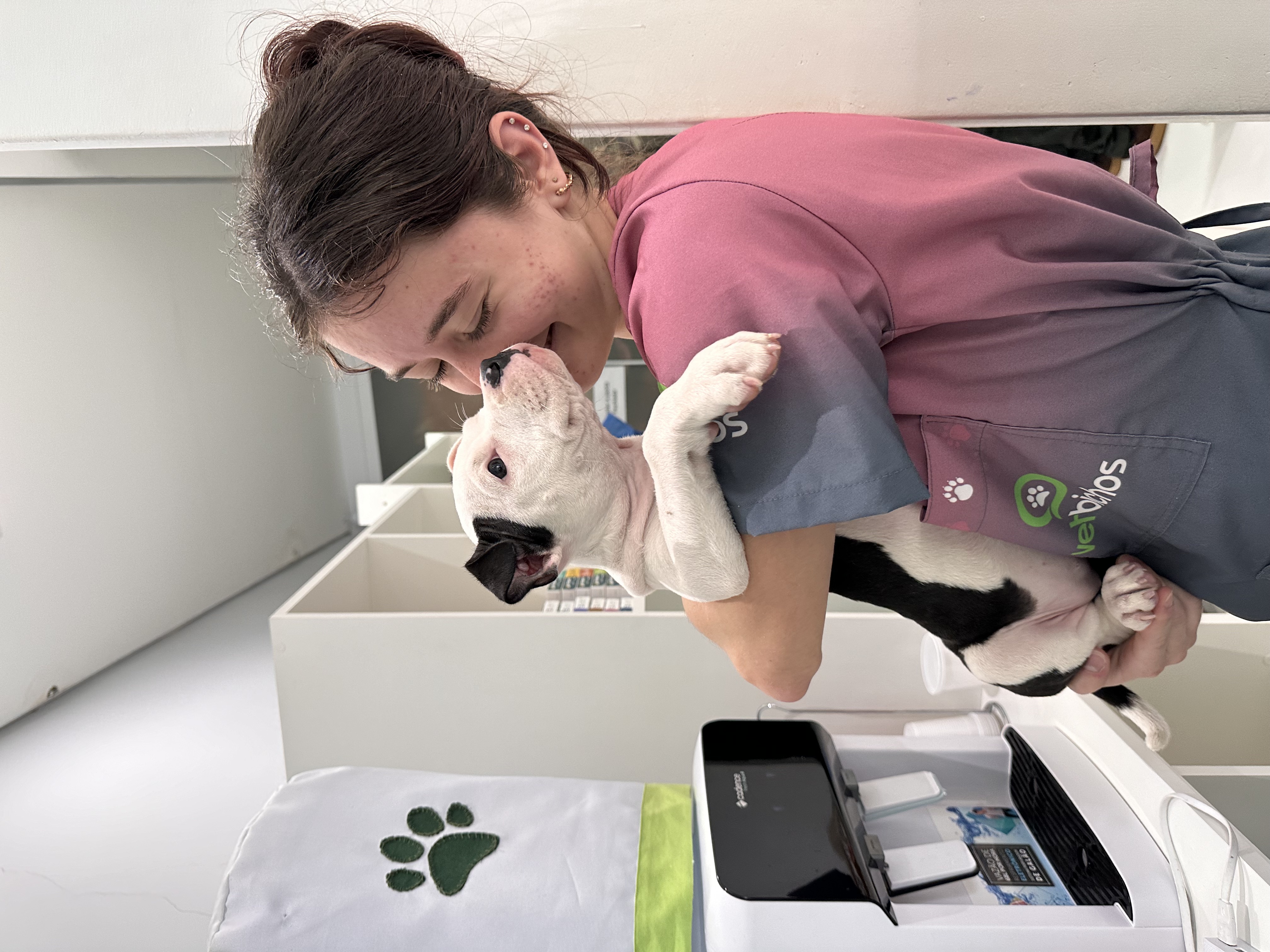 Veterinária da Vetbichos cuidando de Bulldog Francês com carinho e atenção